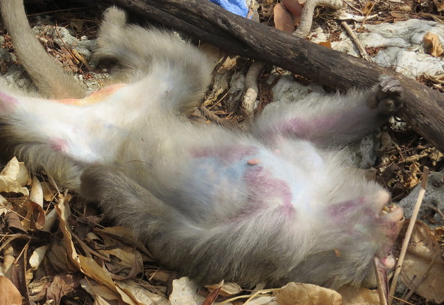 受驗獼猴個體出現疑似中毒現象。（圖片來源：壽山國家自然公園）