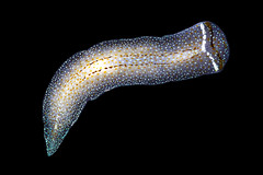 Flatworms
Turbellaria (most of the ones we studied are here)