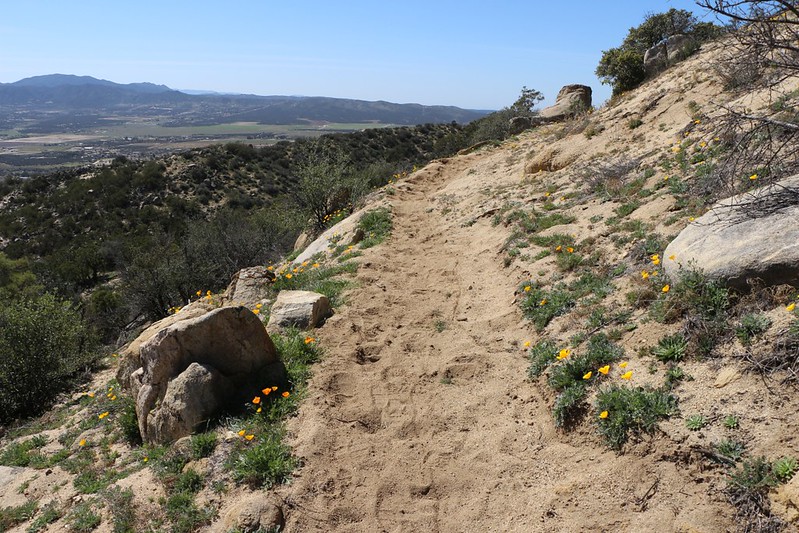 Someone planted California Poppies on the side of the trail