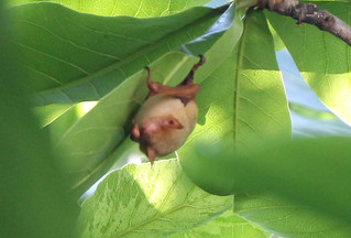 黃金蝙蝠常因食用農人噴灑殺蟲劑的昆蟲或老鼠而引發慢性中毒死亡；攝影：黃小玲。