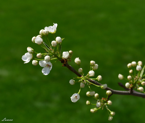 flower tree green lumix spring pittsburgh panasonic pa blooming fz1000