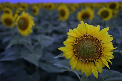 texas bluehour hillsboro helianthusannuus nikond800 sunflowersfarm nikkor24mmf14g