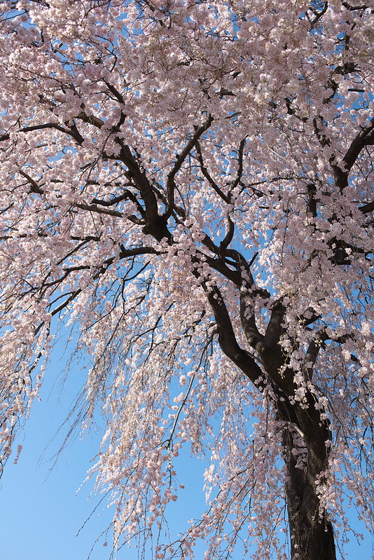 東京路地裏散歩 谷中の桜 谷中から上野へ 2015年3月25日