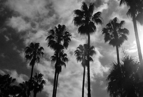 blackandwhite bw sun phoenix clouds palms nuvole olympus bn palmtree sicily sole palermo botanicalgarden sicilia ortobotanico washingtonia olympusdigitalcamera palmsboulevard ortobotanicodipalermo vialedellepalme