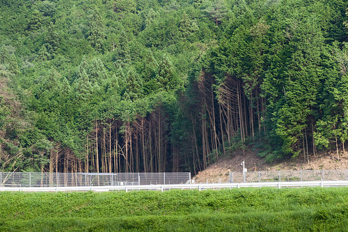 forest track circuit okayama