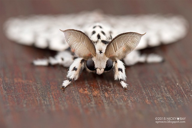 Moth (Lymantria sp.) - DSC_4266