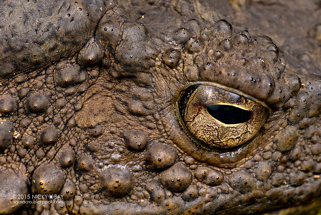 Giant river toad (Phrynoidis juxtasper) - DSC_5014