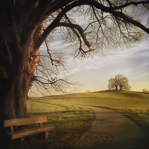 iphone iphone5s iphoneography iphonephotography mobile mobilephotography mariko square ebersberg vogelberg bayern bavaria bench spring morning light tree trees bank path hill hipstamatic phototoaster oggl handyphoto