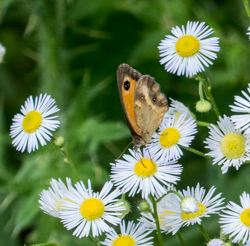 bulgaria butterfliesbrownsheaths butterflymoth europe gatekeeper peterphoto apriltsi lovech