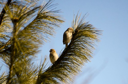 Meet the Sparrows!