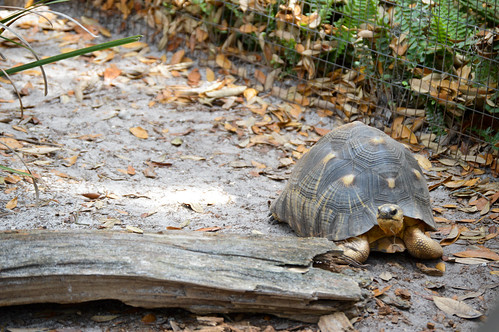 old nature animals zoo nikon slow turtle tortoise shell cranky lowrypark d3200