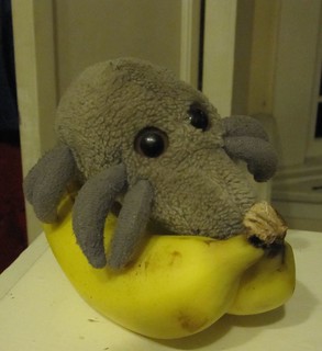 Banana Mite?