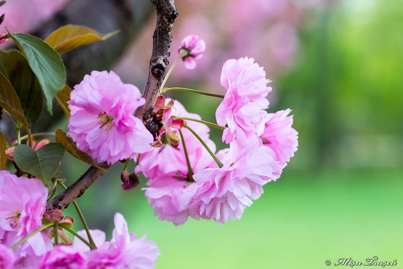 flori de cireș japonez