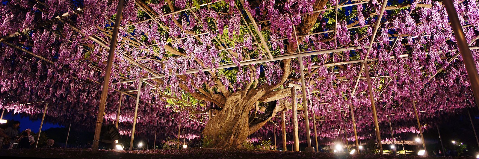 Ashikaga Flower Park パノラマ写真