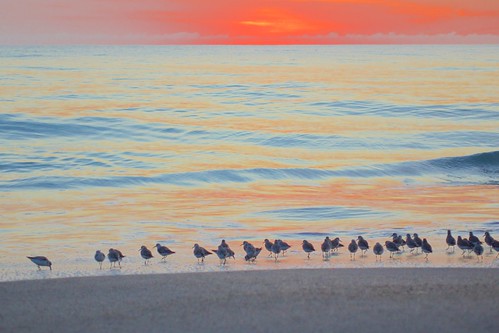 ocean beach sunrise dawn surf florida sandpipers indialantic