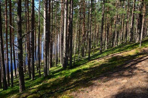 finland suomussalmi suomi summer forest woods trees landscape