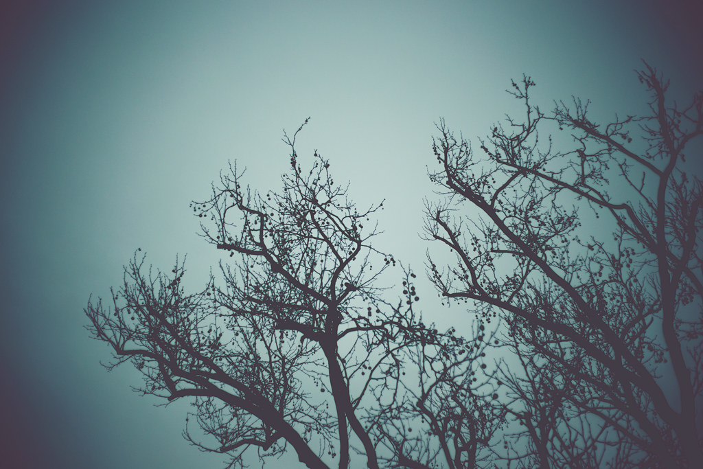 268/365 - the trees are alive