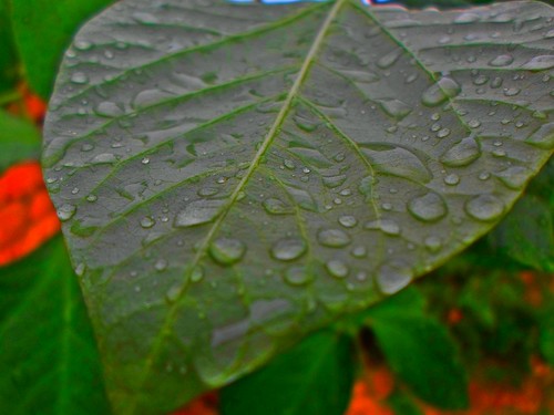 rain leaf water dews green thanamalakand salmanshangipangiphotographs