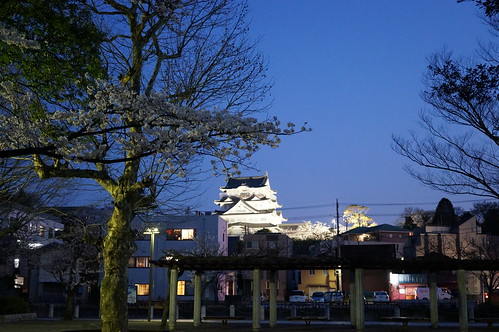 Chiba Castle with cherry blossoms