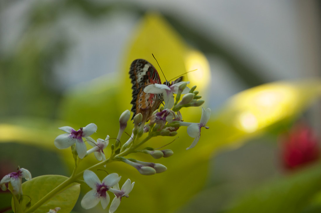 Butterflies inside the St. Maarten Butterfly Farm