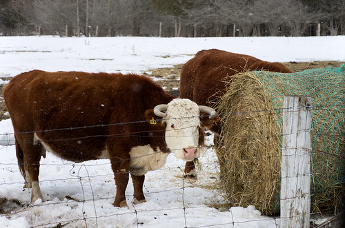 snow rural cow eating pasture round snowing hay bale