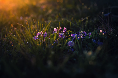 flower macro nature sunrise garden photography 50mm spring nikon hungary outdoor violet peaceful atmosphere 18 tranquil calmness andras pasztor d5100