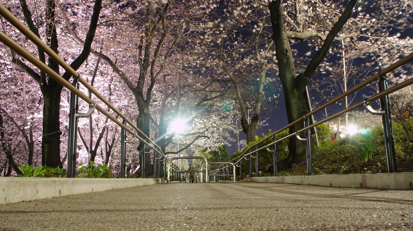 Sakura, Cherry Blossoms and Skytree