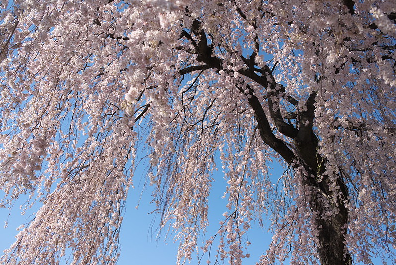 東京路地裏散歩 谷中の桜 谷中から上野へ 2015年3月25日