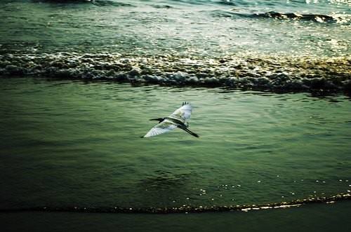sunset sea india beach birds pentax kerala shore calicut k50 kozhikode pentaxk50
