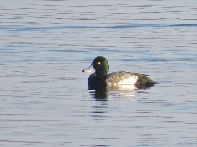 Greater Scaup at Lake Bloomington in McLean County, IL 02