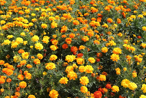dslr apsc canoneosrebelt5i canonefs1855mmf3556isstm digitalphotoprofessional flowers leaves green yellow orange plantarum faved 2fav 50view 100view 3fav 5fav 250view 500view 1000view