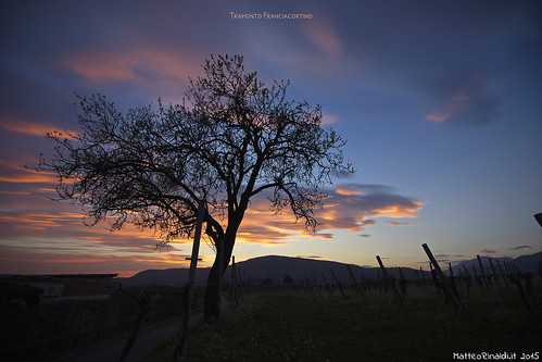 tramonto albero franciacorta baronepizzini