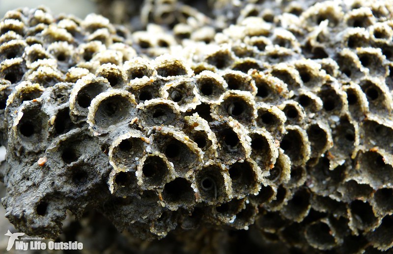 P1120091 - Honeycomb Worms, Charmouth