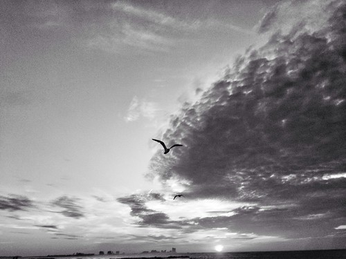 seagulls sunrise blackwhite