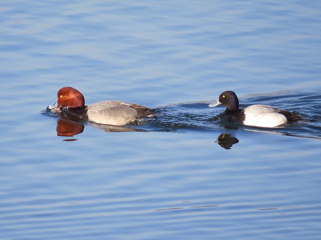 Lesser Scaup and Redhead at Lake Bloomington in McLean County, IL 06