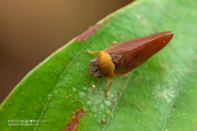 Leafhopper (Cicadellidae) - DSC_4857