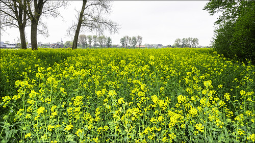 trees green netherlands yellow spring rapeseed roadsite