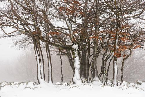schnee trees winter españa snow fog landscape flora árboles nieve atmosphere paisaje invierno es atmosfera niebla vegetación elurra navarra atmósfera zuhaitzak paisaiak negua behelainoa landaredia estellaoriental