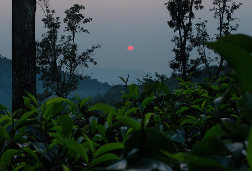 morning sun green leaves sunrise tea plantation srilanka hopton