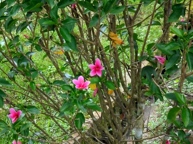 Small hibiscus
