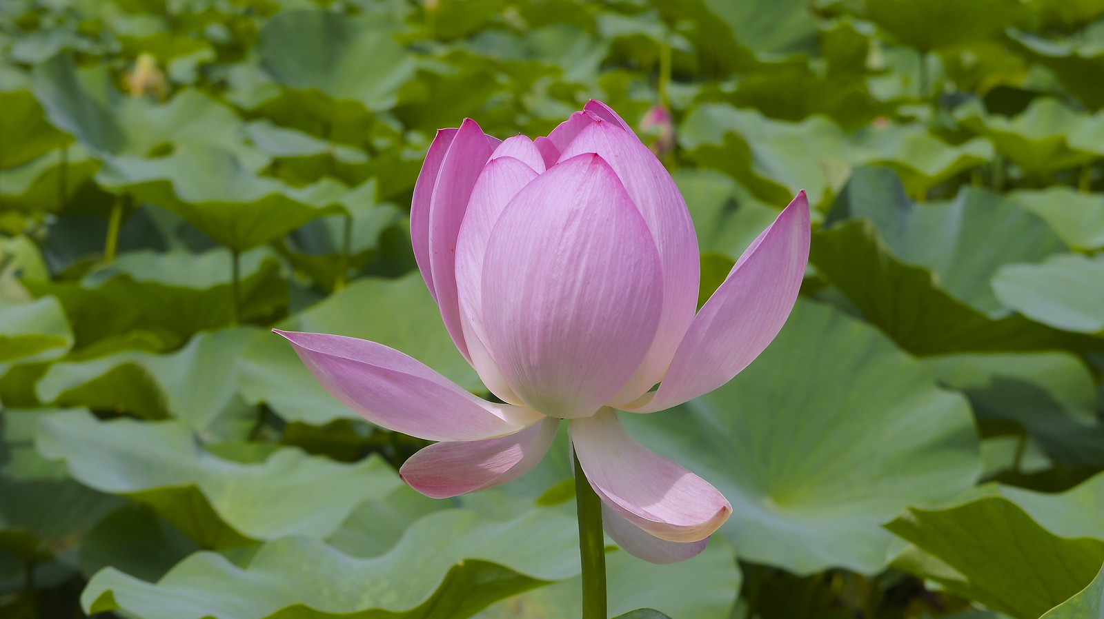 Lotus flowers at Chiba Koen