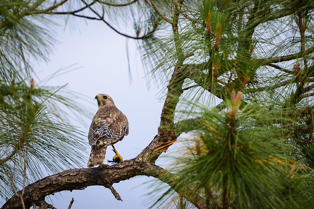 Hawk Looking Out