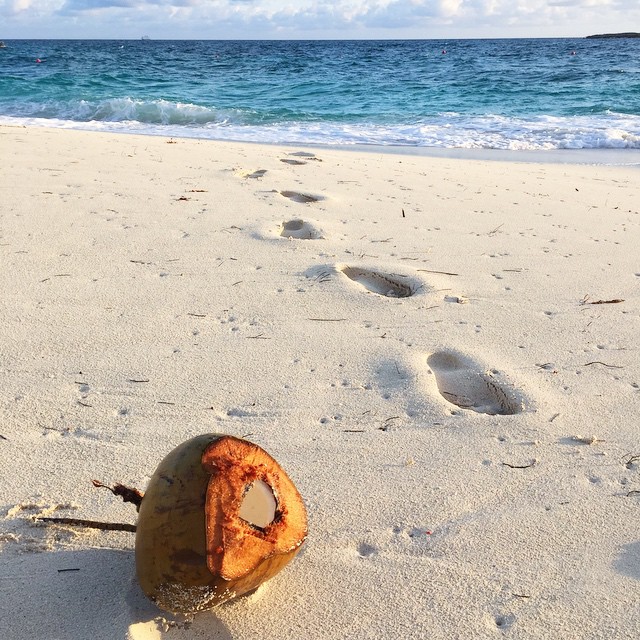 Opened my eyes after my sunrise meditation on the beach to find a coconut rolling around on the shore that wasn't there before.  I debated scooping out some coconut to snack on but figured it would probably be a little too salty. 🌊