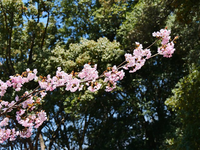 先咲き桜
