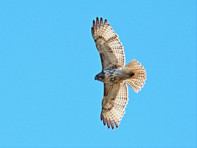 Red-tailed Hawk 2-20150423