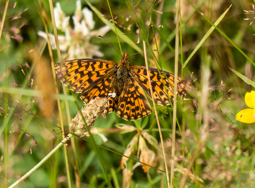 bulgaria butterfliesfritillaries butterflymoth europe fritillarysp peterphoto unidentifiedbutterfly apriltsi lovech