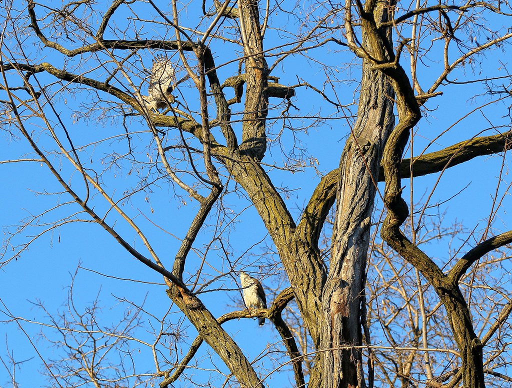 Two Cooper's hawks in the Marble Cemetery