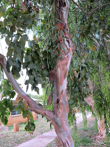 australia queensland mistletoe eucalyptus boulia loranthaceae amyema amyemasanguinea