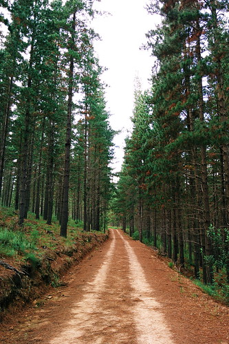 africa autumn trees nature pine forest southafrica outdoors track natural hiking path african hike dirt trail pinetrees forestpath dirttrack countrylife gravelroad pineforest swellendam overberg countryliving forestwalk jeeptrack