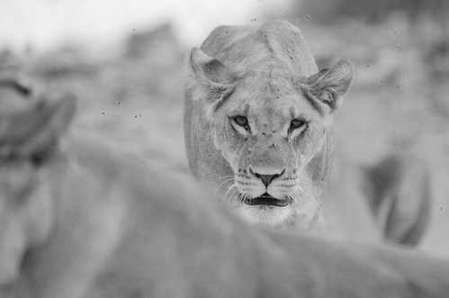 park travel sunset bw nature animal nationalpark nikon wildlife lion sigma monotone safari adobe botswana chobe kasane lightroom gamedrive lionness chobenationalpark d7000 chobechilwero nikond7000 sanctuaryretreats vscofilm 120400mmf4556afapodgoshsm